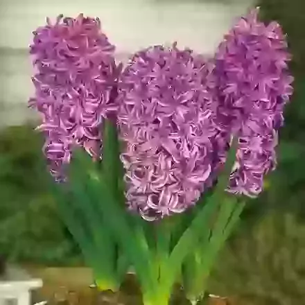 Purple Sensation